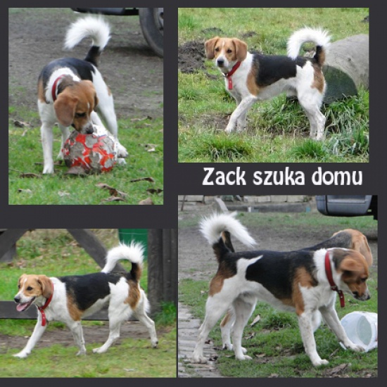 Do adopcji ZACK