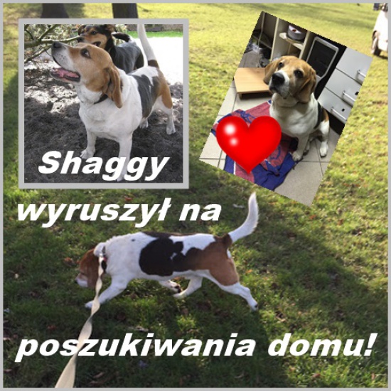 Shaggy szuka domu!